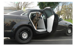 Transport canin